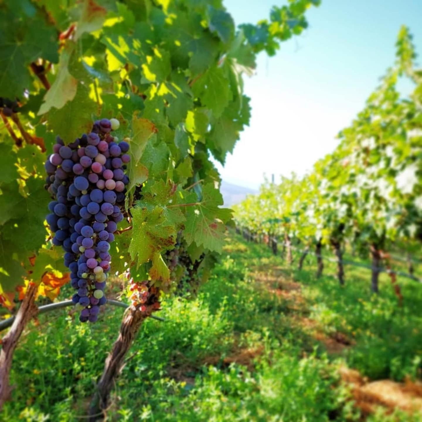 Vina Lof - Maipo Valley Bed & Breakfast In Winery Paine Exteriör bild